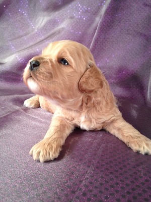 Buff Male Cockapoo puppy for sale #3|Purebredpups sells Cockapoo Puppies for less than Most Cockapoo Breeders in Pennsylvania